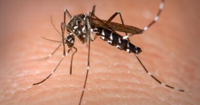 Três Lagoas e Corumbá lideram ranking com maiores casos de dengue em 2021 Três Lagoas e Corumbá lideram ranking com maiores casos de dengue em 2021