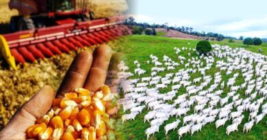 Valor da Produção Agropecuária de 2021 atinge R$ 1,129 trilhão