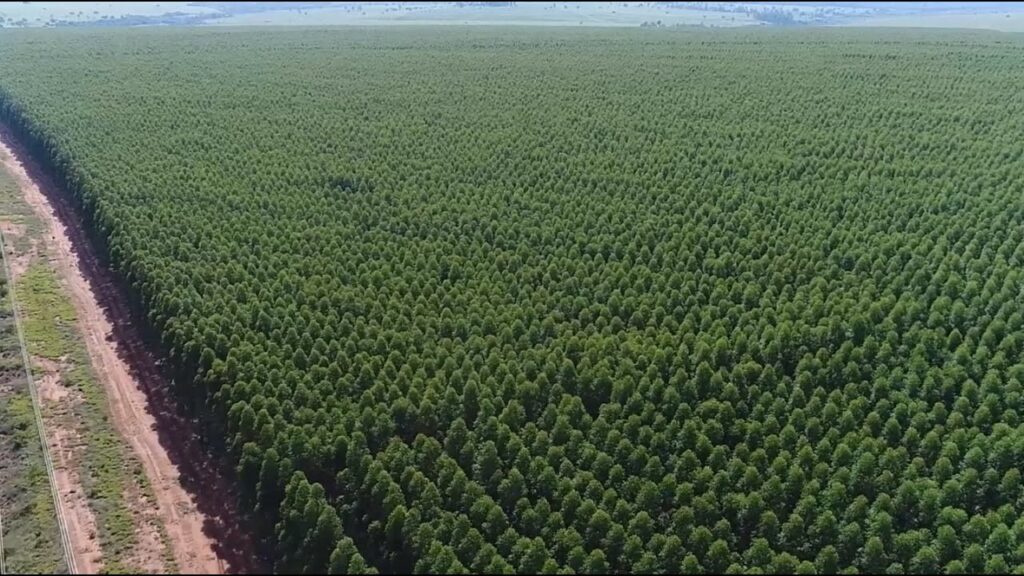 Florestas Plantadas No Brasil Ocuparam 95 Milhões De Hectares Em 2021 1354