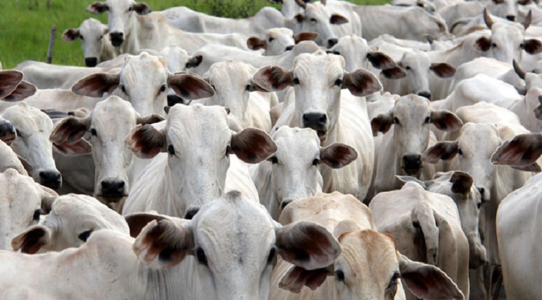 Estado abateu menos bovinos em 2023