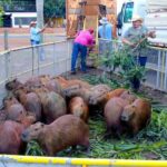 Prefeitura leva 44 capivaras da Lagoa Maior para o Parque Natural do Pombo. Entenda