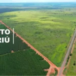 MS dá passo crucial para maior fábrica de celulose do mundo com licitação de gasoduto e início de obra ferroviária