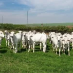 Calote milionário: “Pecuarista-fantasma” deixa prejuízo de R$ 8 mi a produtores em MS