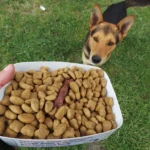 Três Lagoas cria banco municipal de ração e insumos para animais