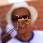 Secretaria de Saúde realiza Blitz Educativa de Prevenção e Controle ao Escorpionismo nesta quinta-feira (26)