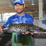 NESTA SEMANA – Tradicional Feira do Peixe será realizada nesta quarta (1) e quinta (2) na Feira Central de Três Lagoas