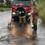 Bombeiros realizam resgate emocionante de dois cães em poço de 5 metros em Três Lagoas