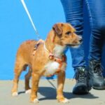 Adoção responsável avança em Três Lagoas e já garantiu novo lar para 14 cães