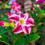 Feira de Orquídeas e Rosas do Deserto acontece hoje (24) e amanhã (25) na Casa do Artesão