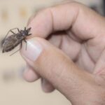 DIA MUNDIAL DE CONSCIENTIZAÇÃO – Prefeitura de Três Lagoas alerta para prevenção da Doença de Chagas