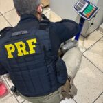 PRF apreende 11 kg de skunk com menor de idade em Água Clara (MS)