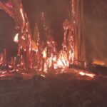 Incêndio destrói figueira centenária na Vila Piloto; bombeiros usam 600 litros de água