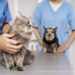 Exercício ilegal da medicina veterinária passa a ser crime no Brasil