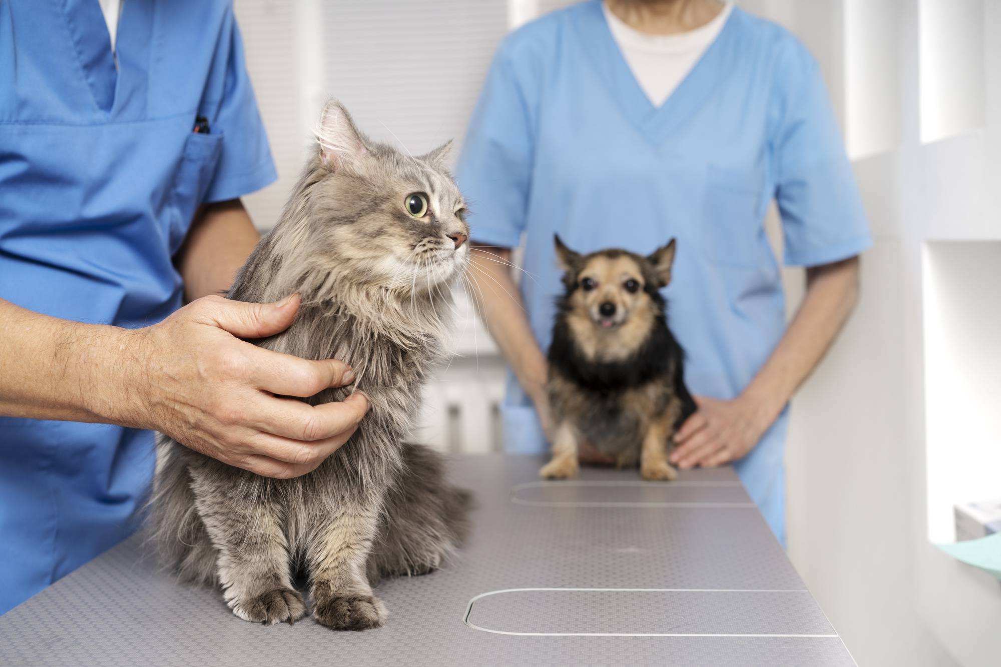 Exercício ilegal da medicina veterinária passa a ser crime no Brasil
