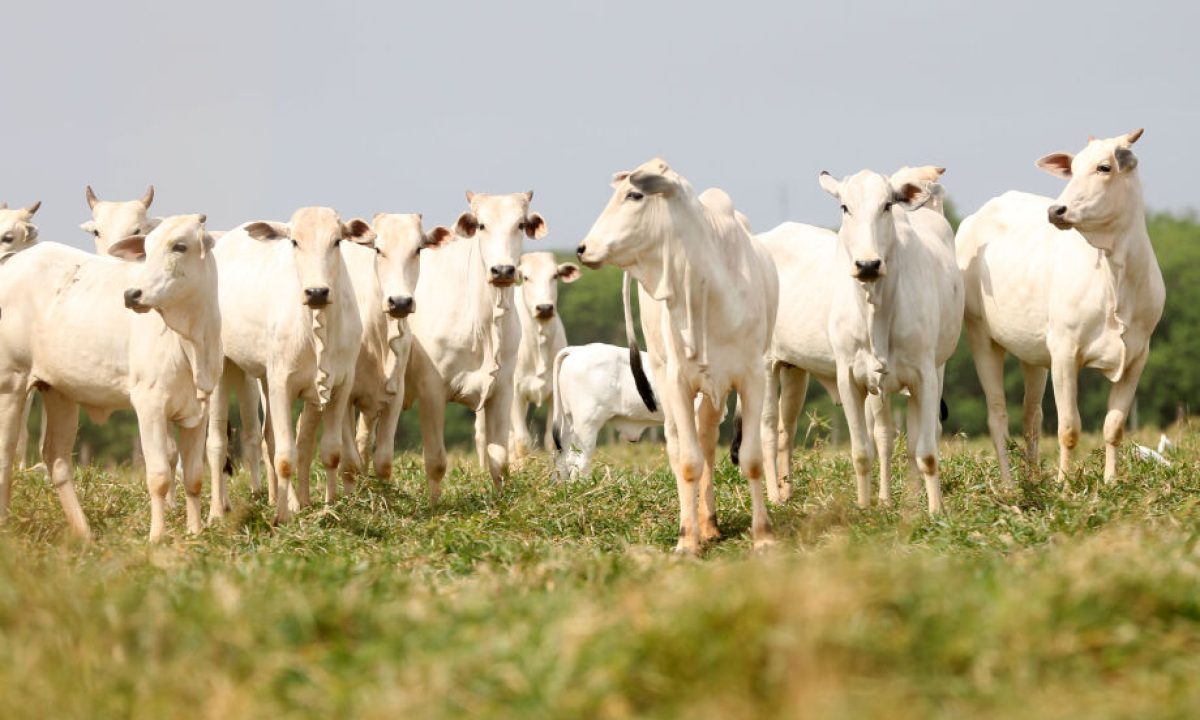 03-0922-0017-gado-mv