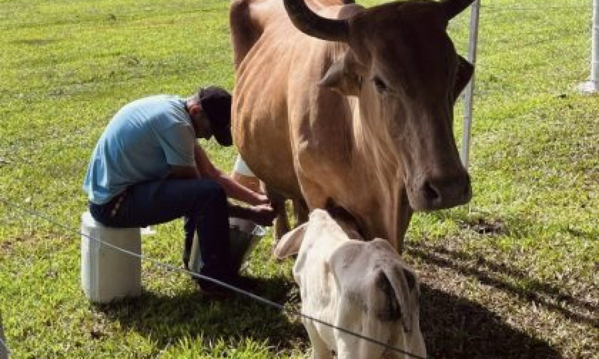 2o-Torneio-Leiteiro-Arapua-19-scaled-420x280_c