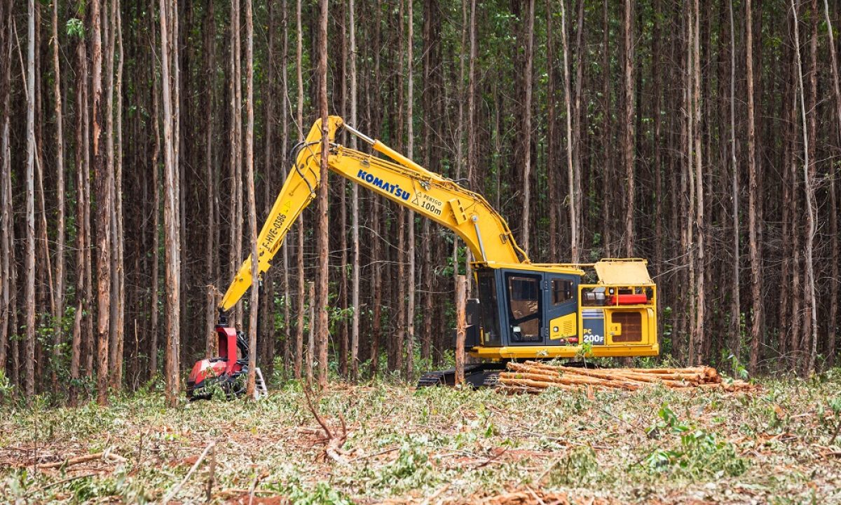 3.Carreira Florestal - Colheita de eucalipto (Harvester)