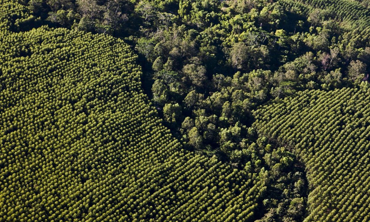 66b615073f8d432b3458e506_Mosaico Suzano-p-1600