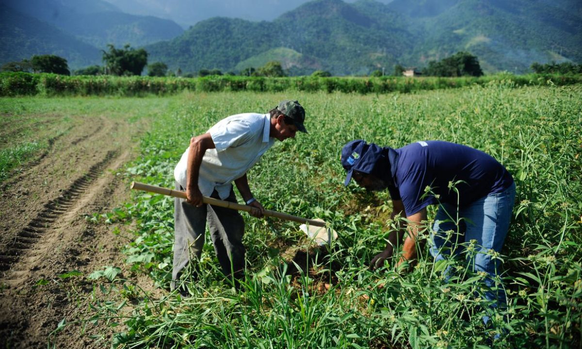 Rio de Janeiro - Colheita de batata-doce biofortificada, fornecida pela Embrapa para alguns produtores rurais de Magé-RJ alcança boa produtividade. Na foto, o agricultor Laerte Luiz da Rosa (Tomaz Silva/Agência Brasil)