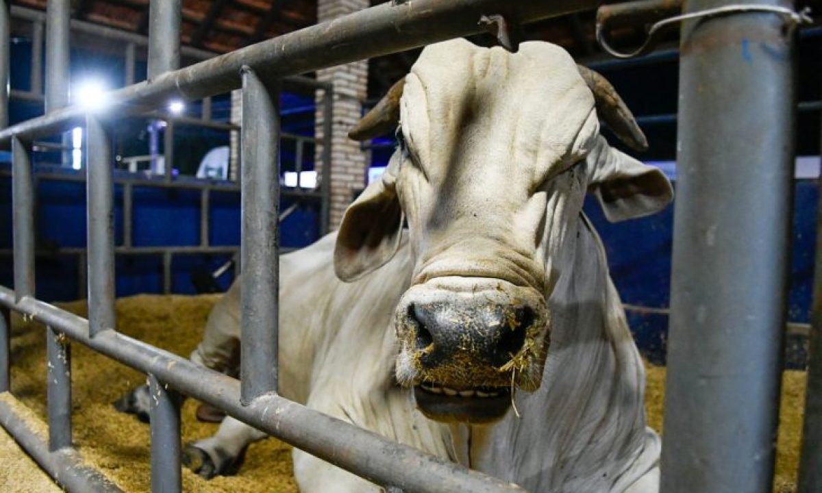 Abertura-Expogrande-2025-19-730x480