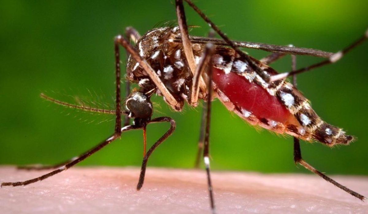 Aedes-aegypti-15