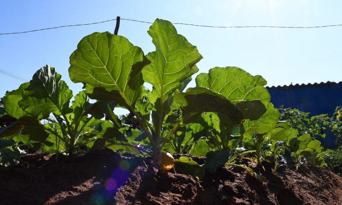 Aldeia-Água-Bonita-Horta-Fto-Bruno-Rezende-730x480