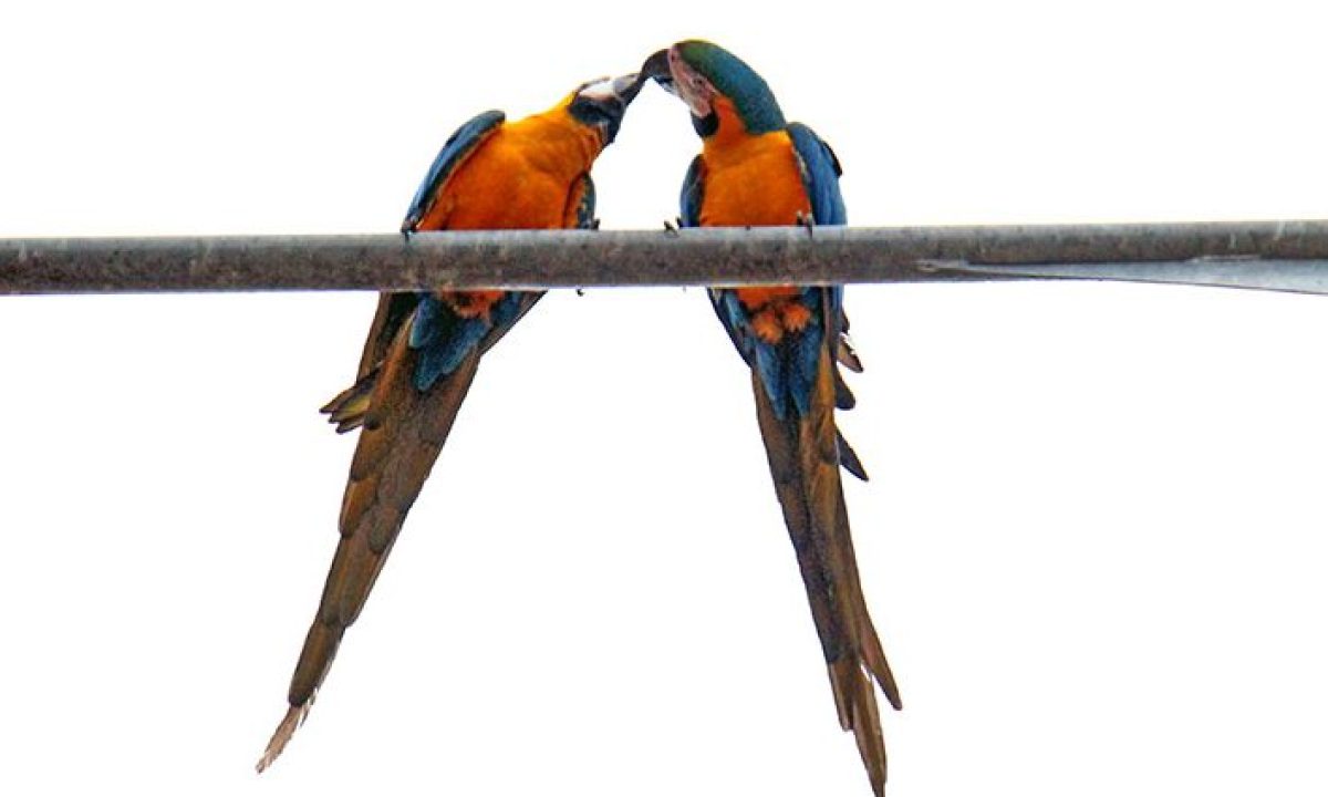 Arara-tempo-20-730x425