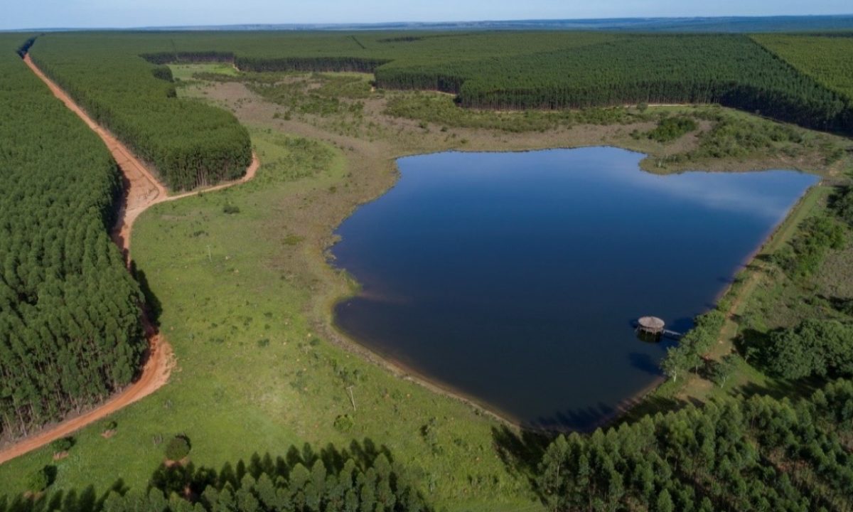 Arauco-anuncia-investimento-de-R-15-bilhoes-em-megafabrica-de-celulose-em-MS