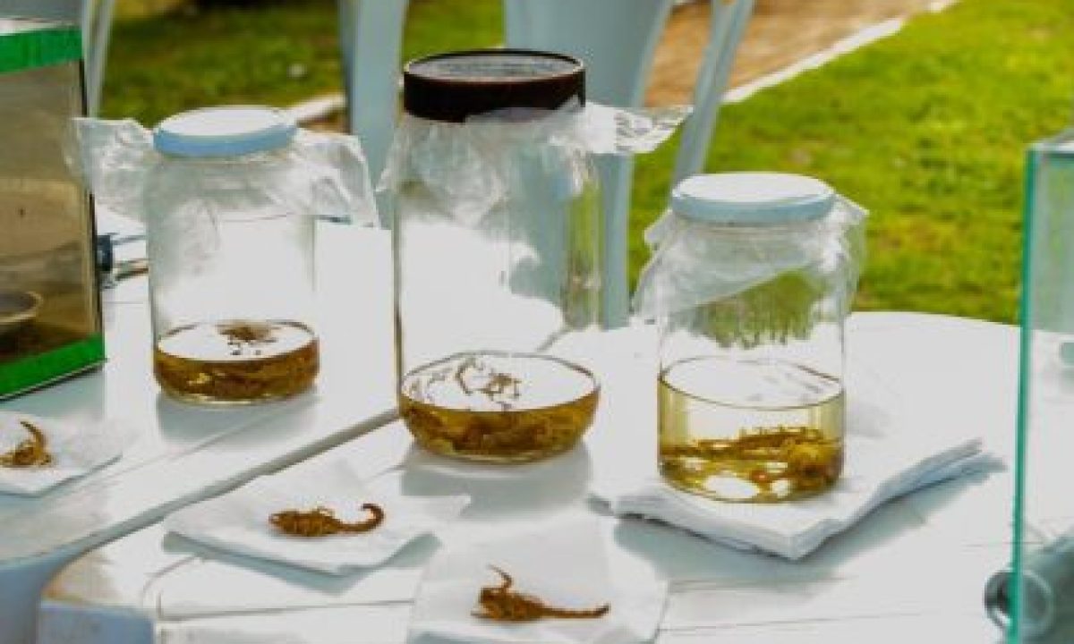 BLITZ-DA-SAUDE-2-scaled-420x280_c