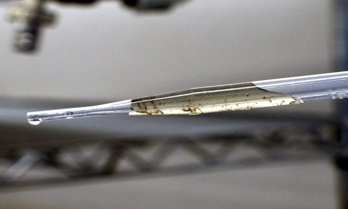 Biofábrica-Wolbachia-foto-Edemir-Rodrigues-1-730x425