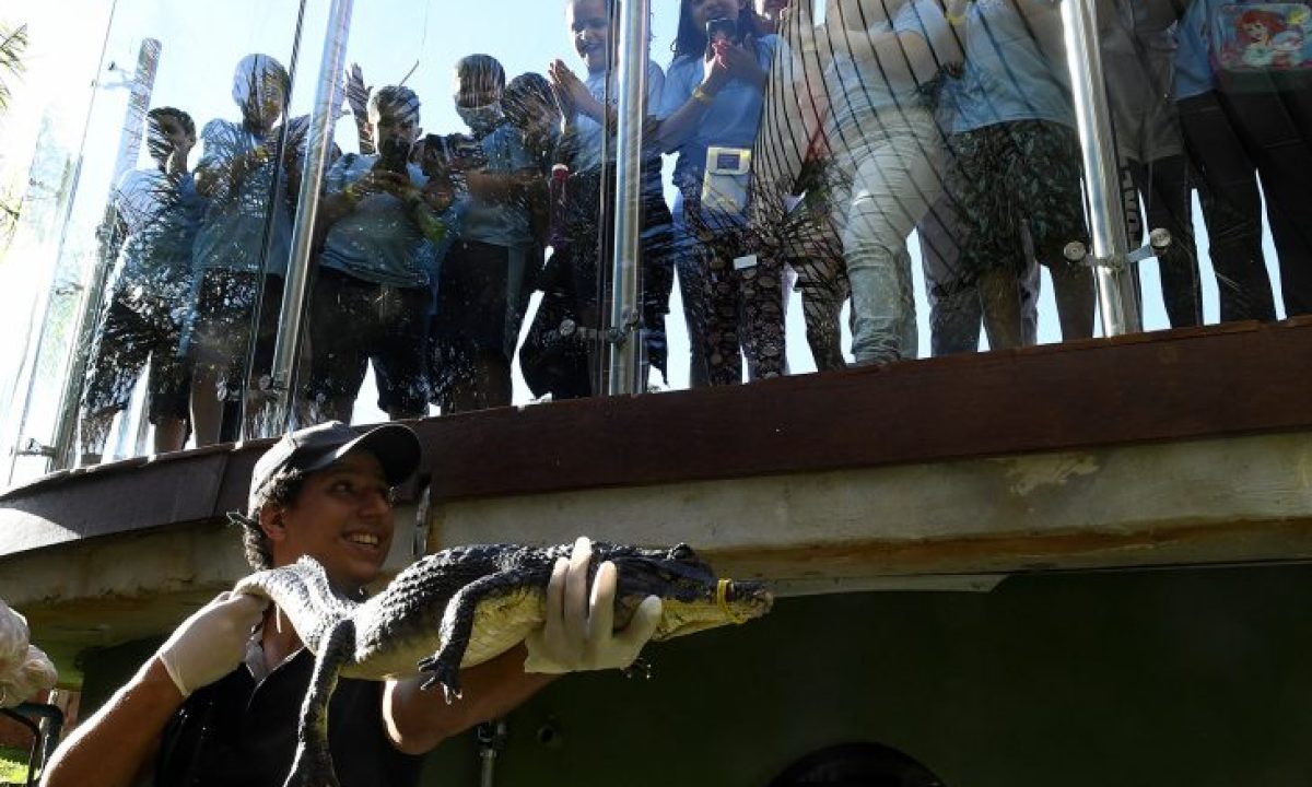 Bioparque-Pantanal-Manejo-Jacarés-Fto-Bruno-Rezende-04-730x480