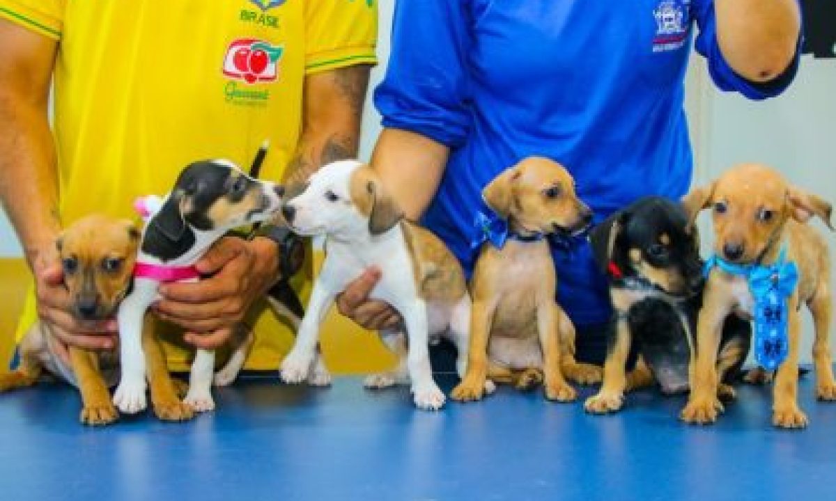 CACHORROS-ADOCAO-CCZ-18-03-5-scaled-420x280_c