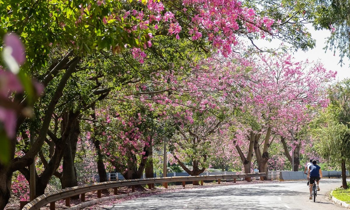 CAMPO-GRANDE-ARBORIZADA-10