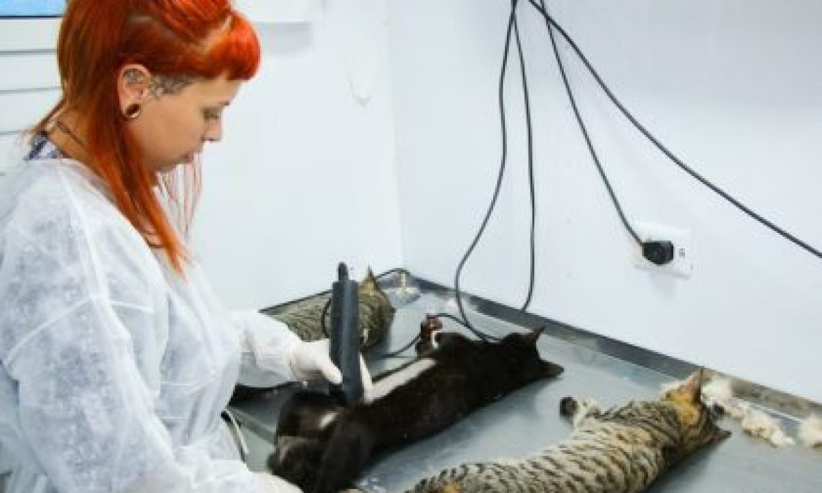 CARAVANA-DA-CASTRACAO-09-09-20-scaled-420x280_c