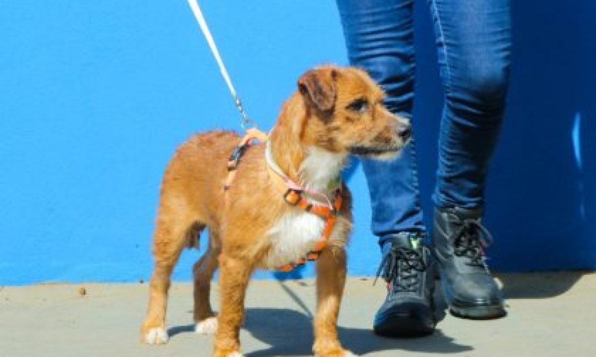 Caes-Adocao-scaled-420x280_c