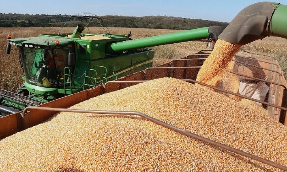 Colheita-de-Milho-Em-Pedro-Gomes-foto-Edemir-Rodrigues-768x425-730x425