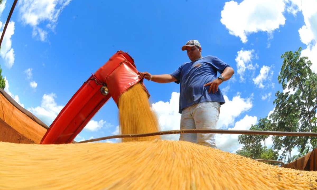 Colheita-de-soja-Foto-Alvaro-Rezende-4-730x480