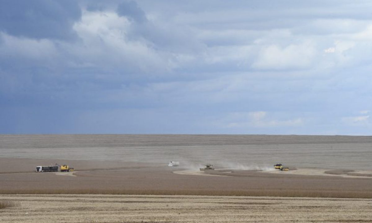 Colheita-de-soja-Foto-Bruno-Rezende-730x480