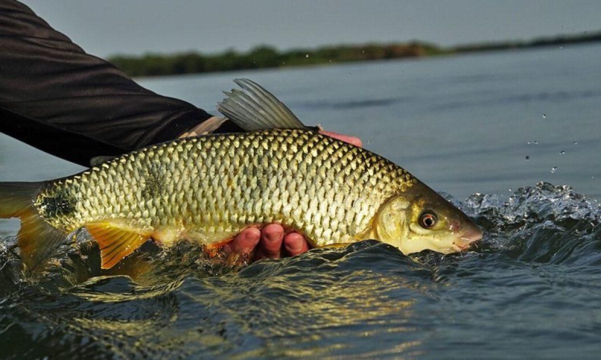 Curso-Pesca-Esportiva-scaled