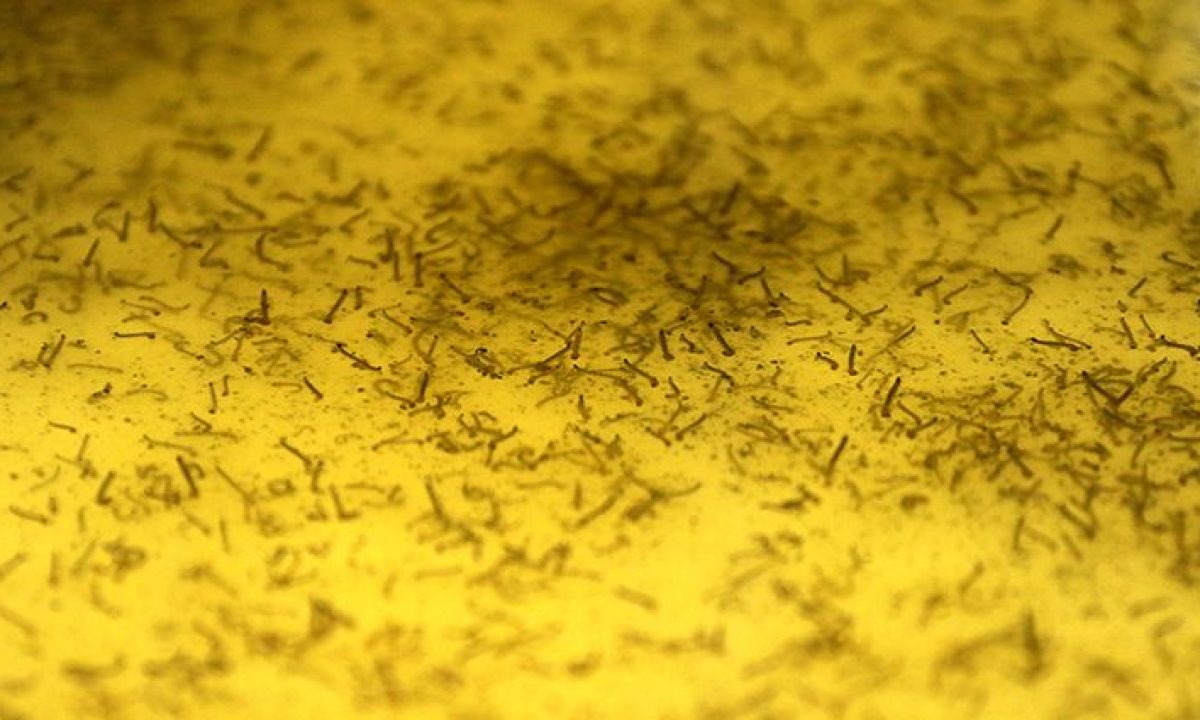 Dengue-Criatorio-de-mosquito-Foto-Edemir-Rodrigues-2-730x425