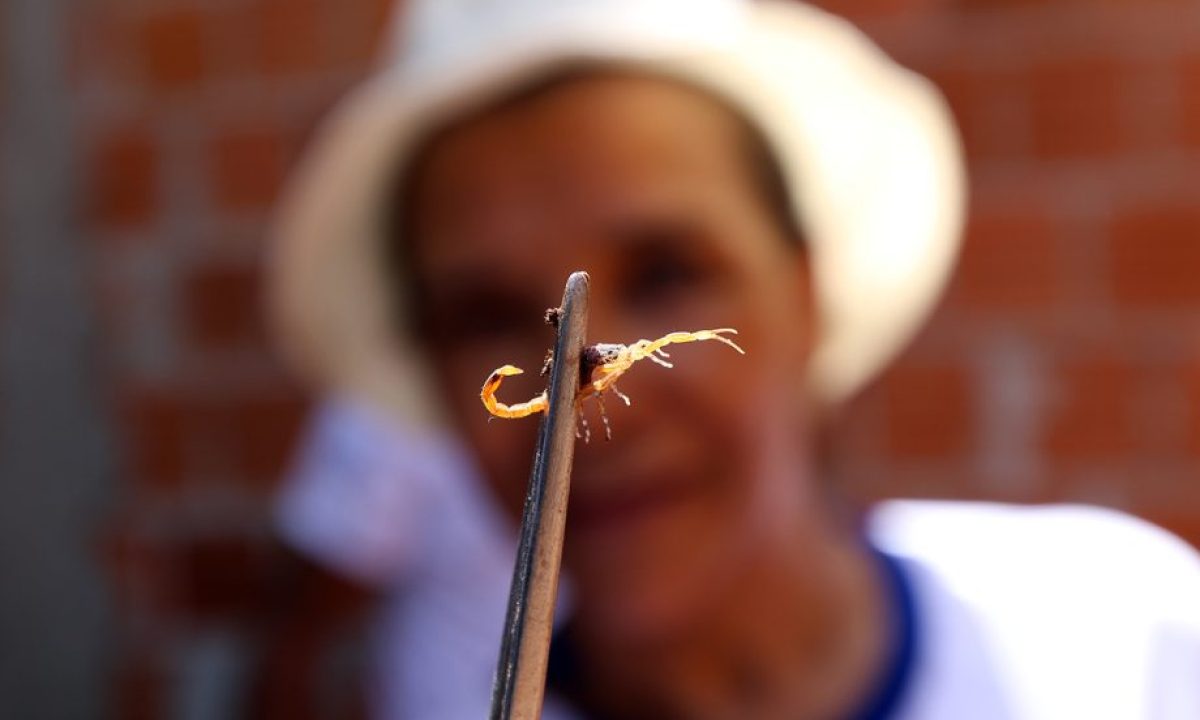 Dengue-Escorpiao-29-e1681324218522