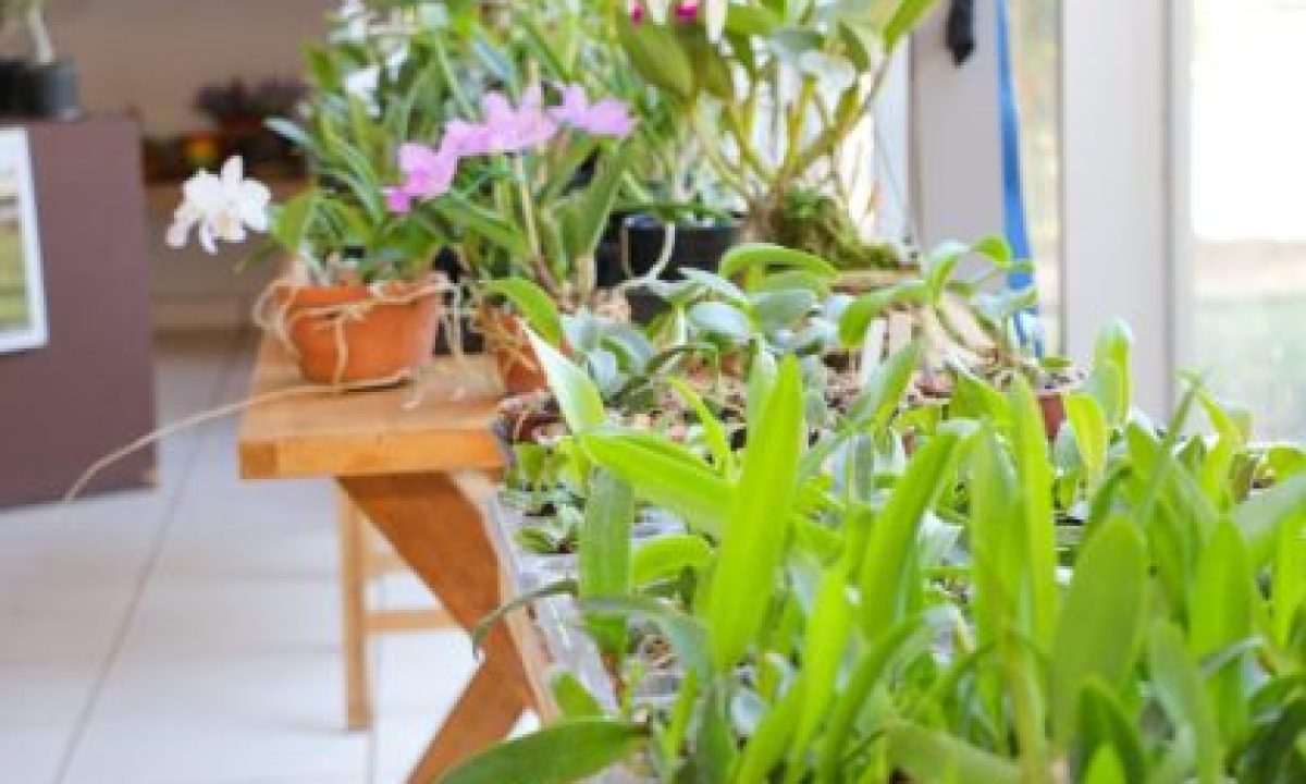 EXPOSICAO-DE-ORQUIDEAS-ACLAMS-31-10-6-scaled-420x280_c