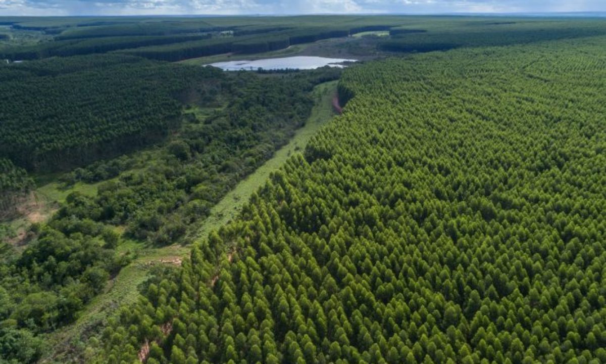 Floresta-da-Arauco-em-MS-730x480