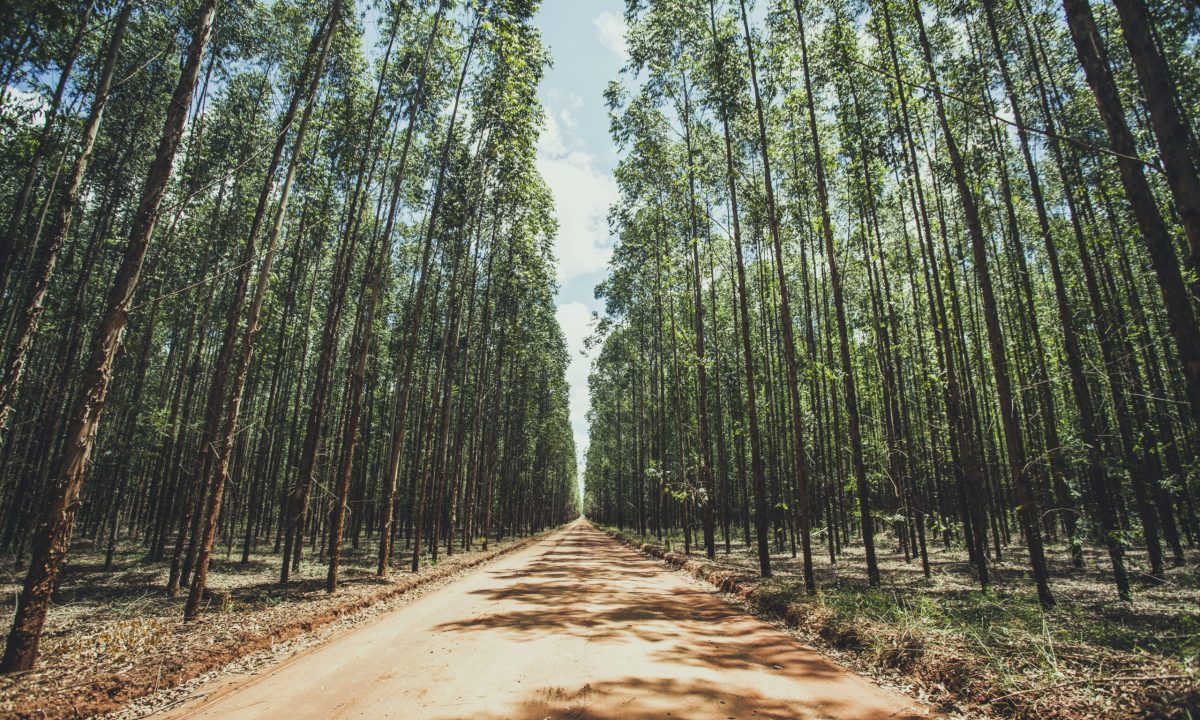 Floresta de Eucalipto Suzano