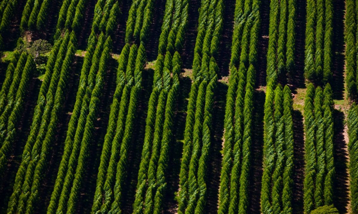 Florestas_Suzano (2)