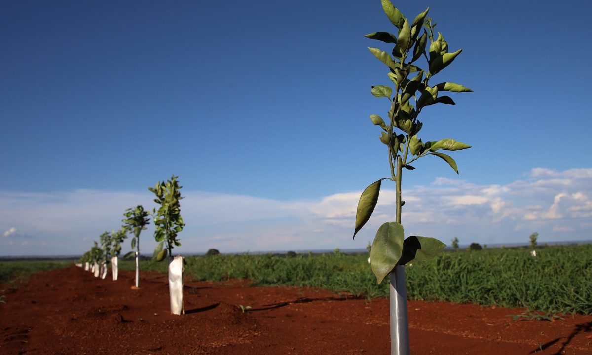 Foto-Alvaro-Rezende-32-scaled