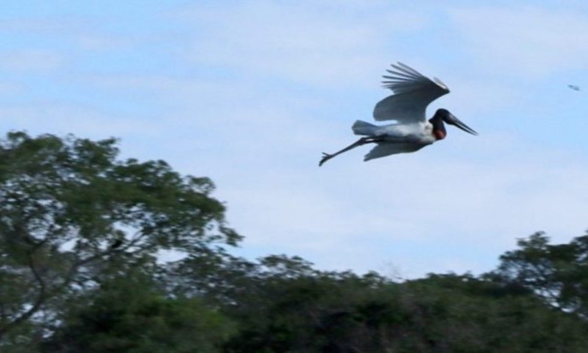 Fotos-Clima-Foto-Edemir-Rodrigues-768x425-730x425