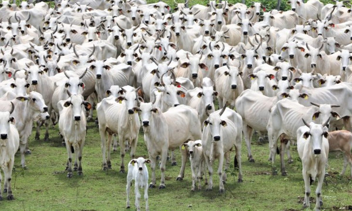 Gado-Foto-Saul-Schramm-3-730x480