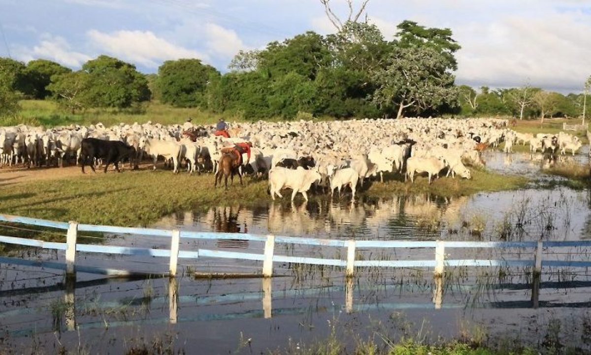 Gado-no-Panatanal-Foto-Edemir-Rodrigues-768x425-730x425