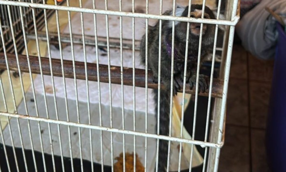 Imagem-do-WhatsApp-de-2025-11-10-as-21.09.47_675c59a9-e1762866006876-696x730